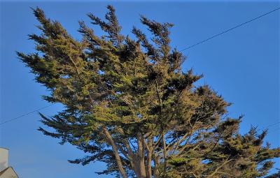 Monterey Cypress tree Monterey Cypress tree