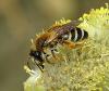 White-bellied Mining Bee female