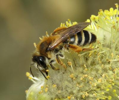 White-bellied Mining Bee female White-bellied Mining Bee female