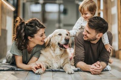 Keeping a pet in your home Image for Keeping a pet in your home