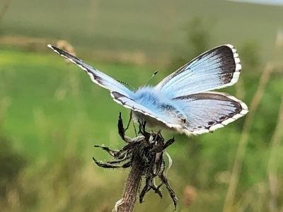 butterfly blue